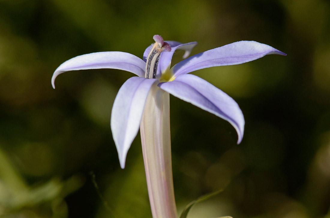 Laurentia axillaris